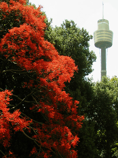 Garden Tower: click for previous image