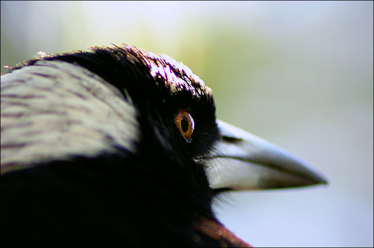 The Visitor: click for previous image