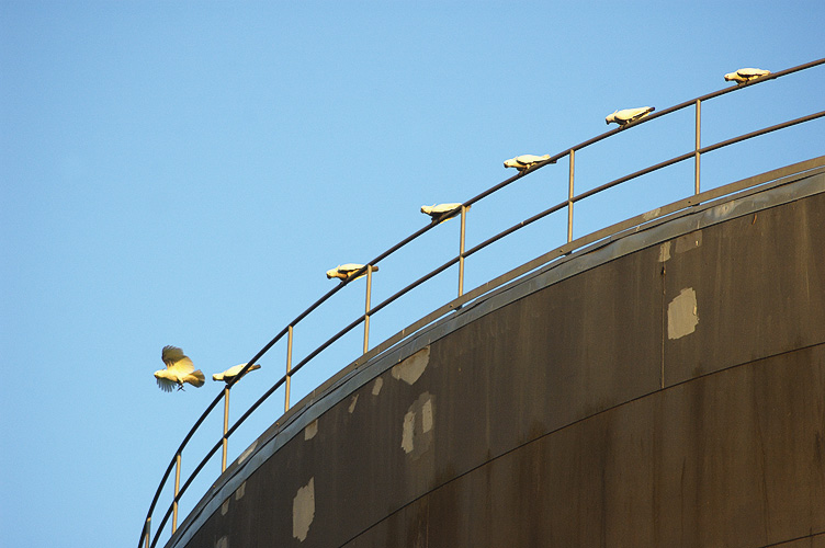 Go!: click for previous image