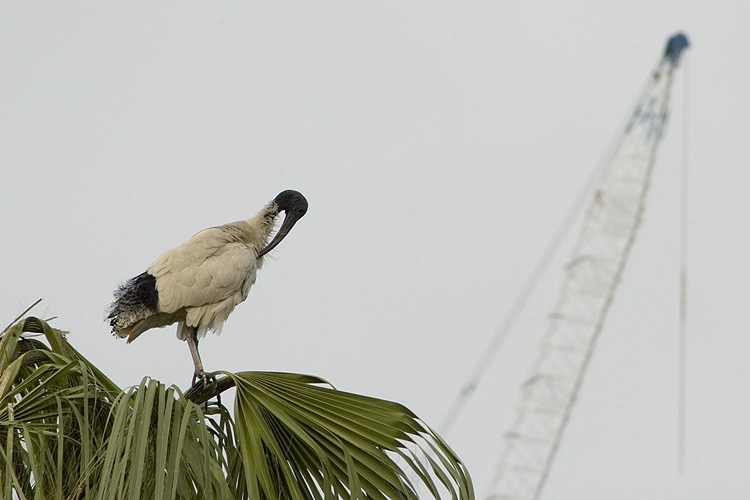 Nicely Blend in: click for previous image