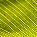 Foliage Texture: Gauze