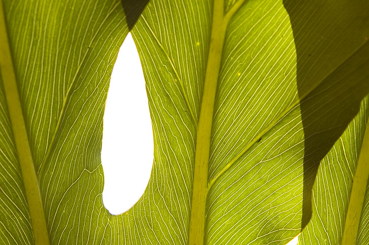 Foliage Texture: Hole in the Sky: click for previous image