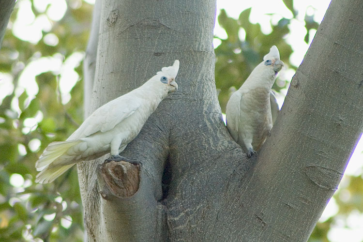 Little Corellas: click for previous image