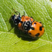 Mating Ladybugs