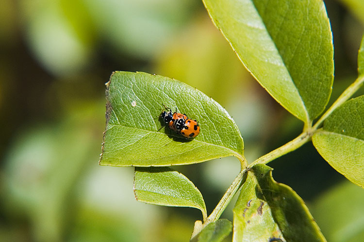 Mating Ladybugs