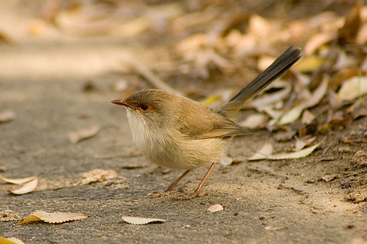 Feminine: click for previous image