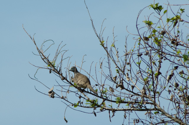 Dove