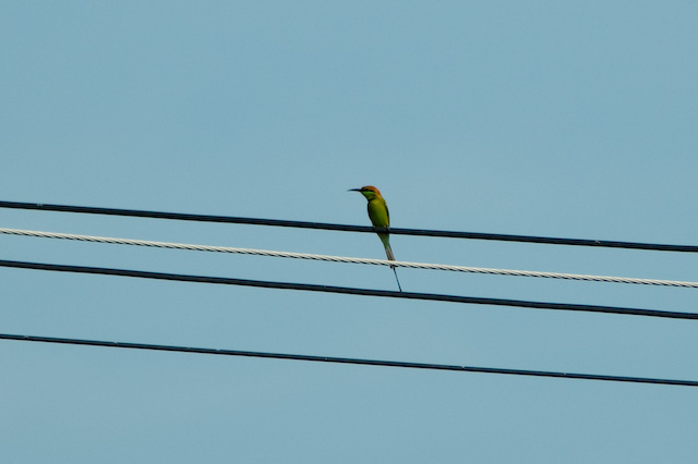 Wires