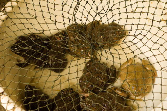 Fresh Frogs