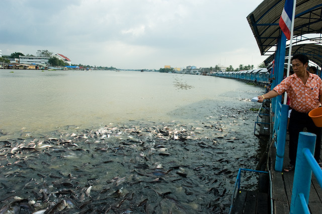 Feed the Fish