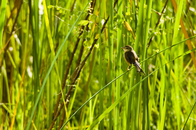 Marshland Home