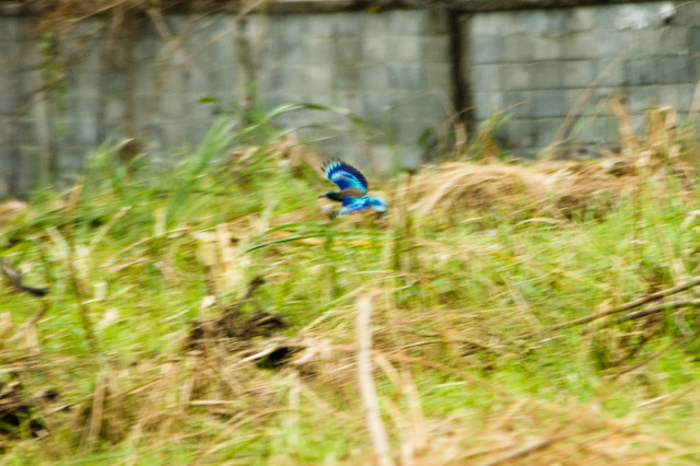 Marshland Exposure