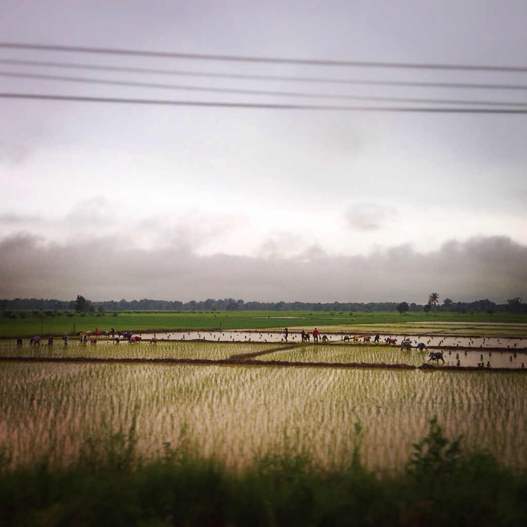 Rice Paddy and Farmers in Action
