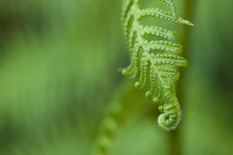 Frond End
