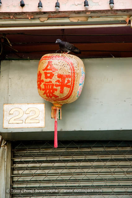 Light Stalker – a pigeon on a Chinese lamp in Phra Nakorn