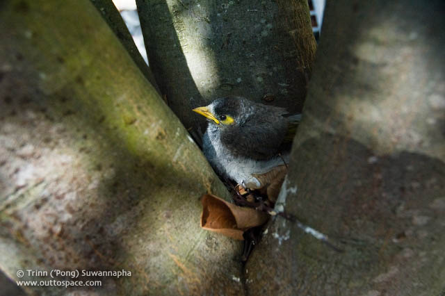 A noisy miner chick (Manorina malanocaphala)  trapped on a tree at Newtown Festival