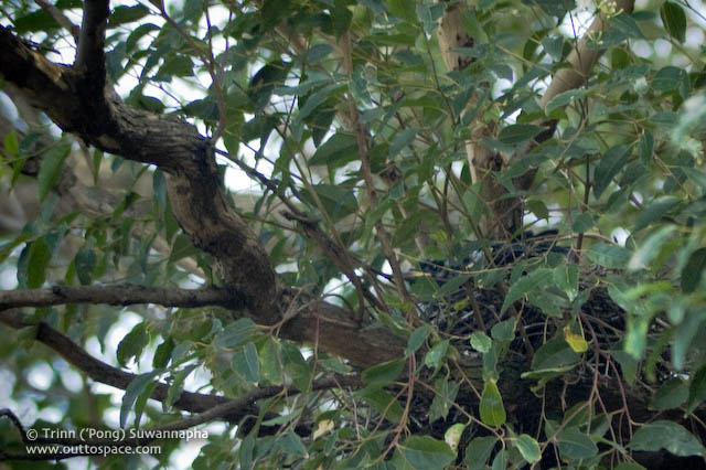 Pied Currawong Nest
