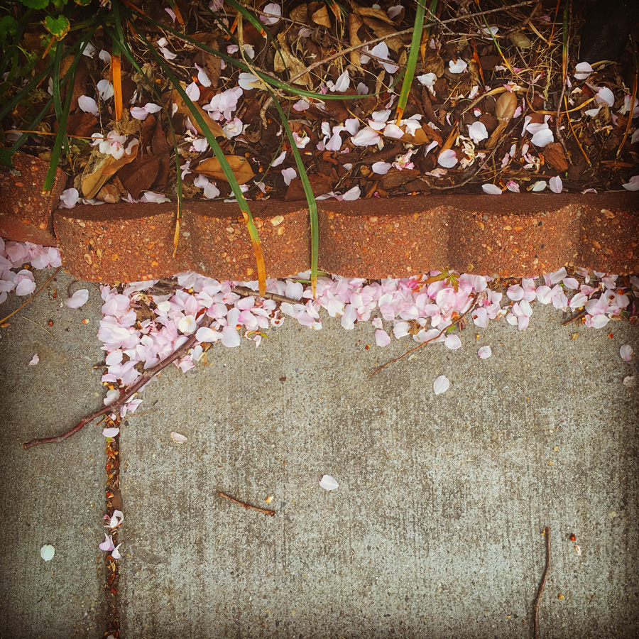 Cherry blossom on the sidewalk