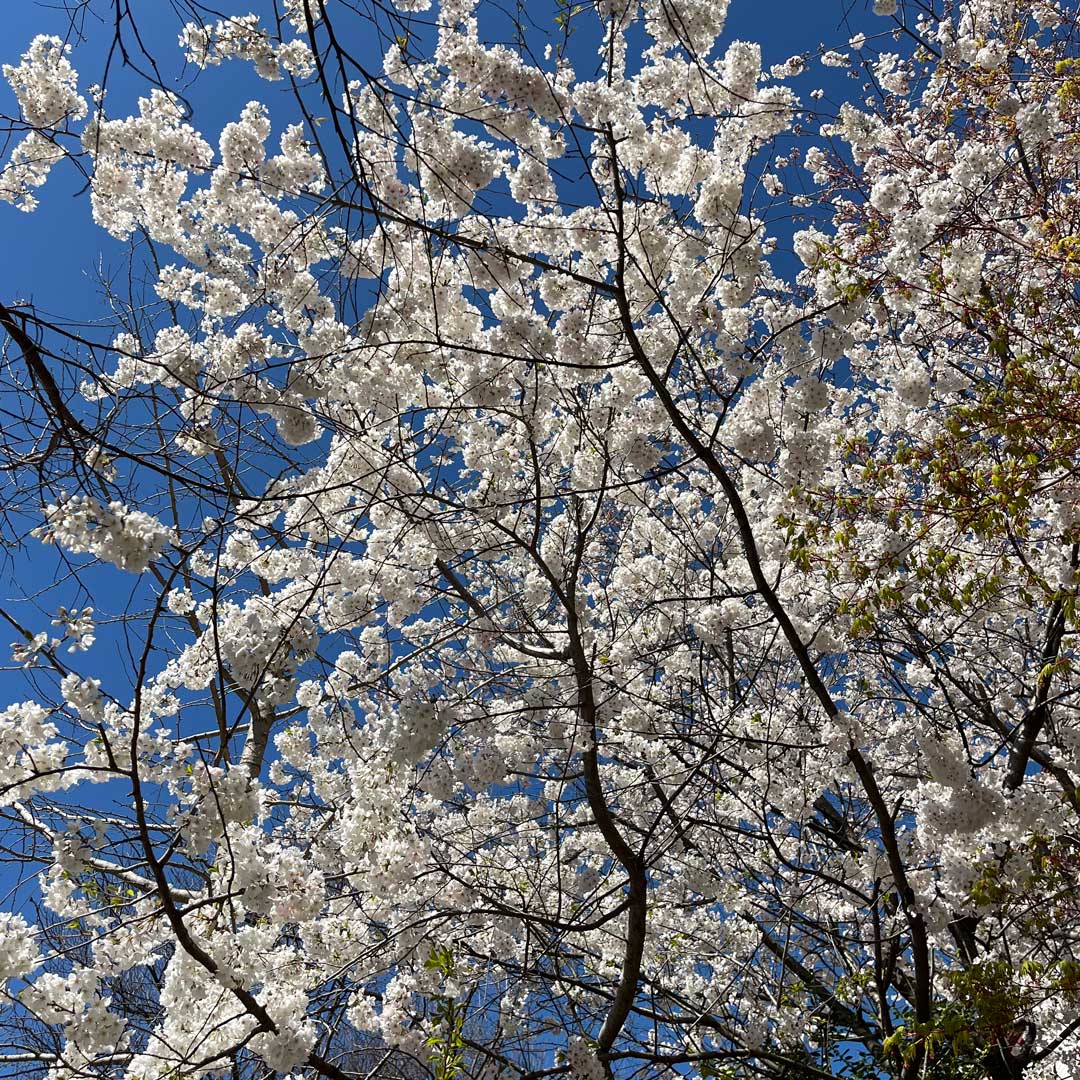 Spring Cherry Blossom in DC